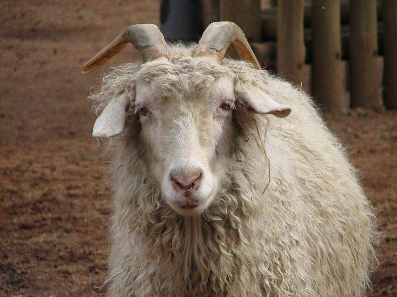 Brands ban mohair after animal cruelty investigation - Retail
