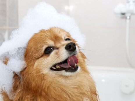 Pet ‘cosmetics’ are redefined as UK Millennials dote on their fluffy friends